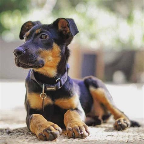 The doberman german shepherd mix is a large dog and can weigh anywhere from ninety to hundred and ten pounds. 44+ German Shepherd Mix Breed Reviews in 2020 (With images) | German shepherd mix, German ...