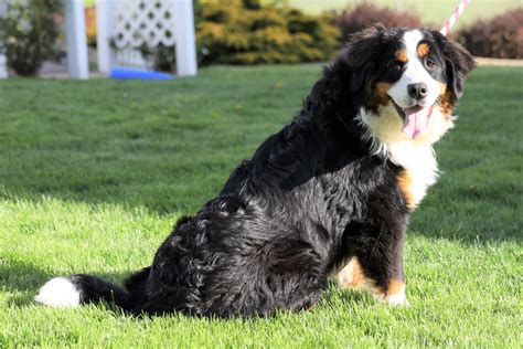 33 Bernese Mountain Dog Puppies For Sale Chicago Pic Bleumoonproductions