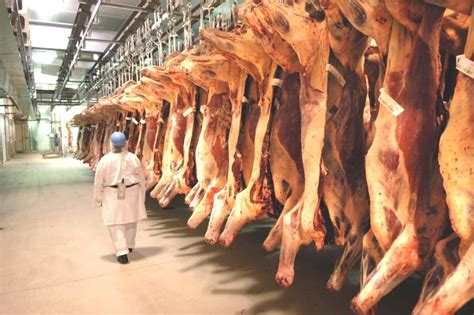 Beef 2024 Carcase Competition Entries Surge To 813 Head Beef Central