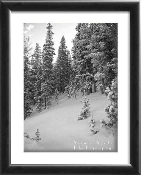 Snowy Pine Trees Black And White Meadow Rocky Mountains Etsy Fine