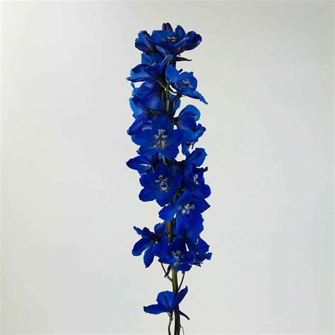 Delphinium Dark Blue Wholesale Bulk Flowers Cascade Floral