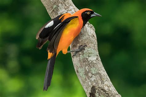 A Brilliant Brazilian Bird Jim Zuckerman Photography And Photo Tours