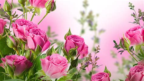 1366x768px Free Download Hd Wallpaper Pink Flowers Macos Mojave