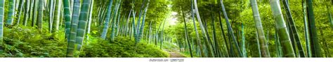 25332 Bamboo Forest Wallpaper Images Stock Photos And Vectors