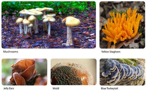 88 Fungi Biology Libretexts