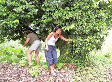 The roots don't do well in soggy conditions, though, so it's best to plant the tree on a. Merger and liberalisation of cocoa and nutmeg industry ...
