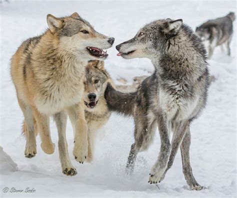 Playing Wolves Beautiful Wolves Animals Beautiful Wolf Pictures