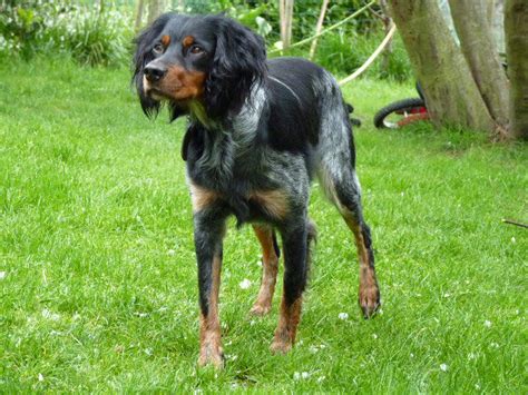 Epagneul bretons are sound, dynamic, athletic and efficient gun dogs for the foot hunter. PROPOSE EPAGNEUL BRETON TRICOLORE LOF POUR SAILLIE