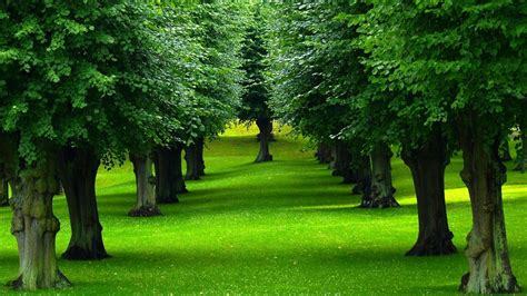 Free Download Green Garden With Trees Hd Wallpaper Hd Latest Wallpapers