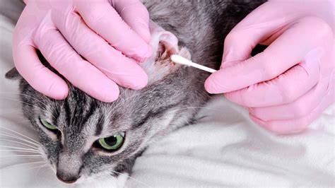 A Vets Guide To Ear Mites In Cats Petsradar