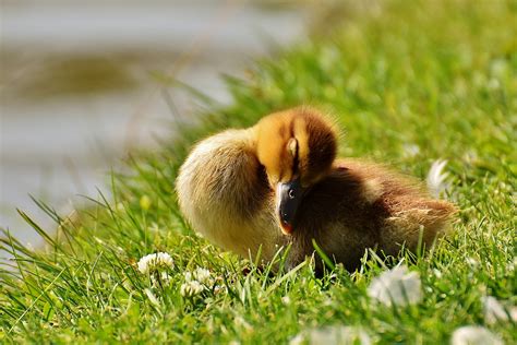 Cutest Pictures Of Ducklings That Ll Prove They Can Express Anything