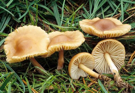 Marasmius Oreades All About The Fairy Ring Champignon Mushroom