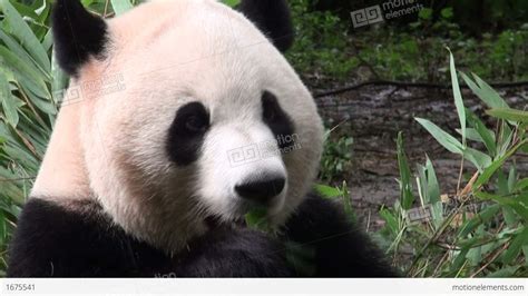 Giant Panda Bear Eating Bamboo Stock Video Footage 1675541