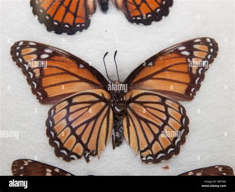 Mounted Monarch Butterfly Danaus Plexippus Stock Photo Alamy