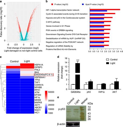 Gene Expression Profiling A Schematic Representations Of The Gene