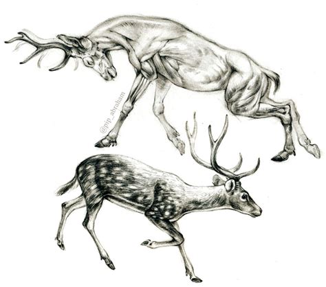 Chital Deer Anatomy By Oxpecker On Deviantart