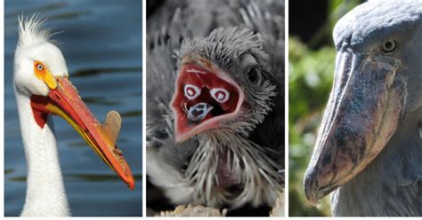 20 Birds With Unbelievable Beaks