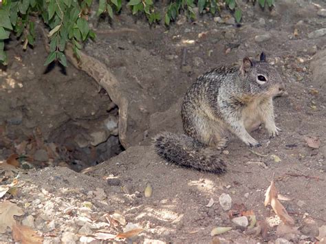 How To Get Rid Of Ground Squirrels Simple And Effective Methods