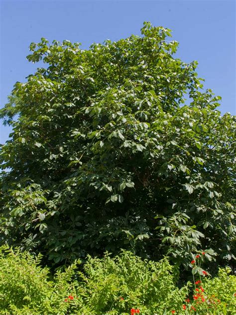 And after the leaf stalks have fallen there is a. Fort McNair Red Horsechestnut | Chicago Botanic Garden