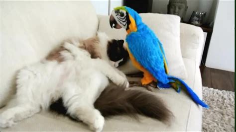 Kitty Meets Parrot For The First Time And Now He Has A New Friend