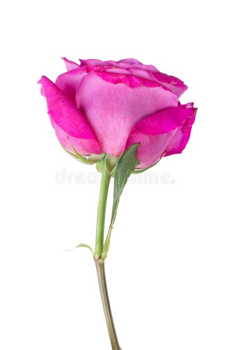 pink rose flower stock image image of people plant 187261607