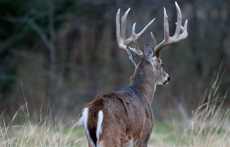 7 Ways To Improve Deer Habitat Albert Land Management