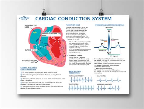 Cardiac Conduction System Anatomy Poster Etsy