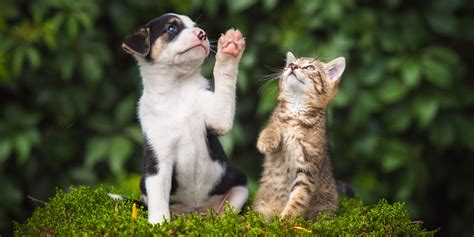 A Pet Expert Explains The Differences Between Dog And Cat Owners