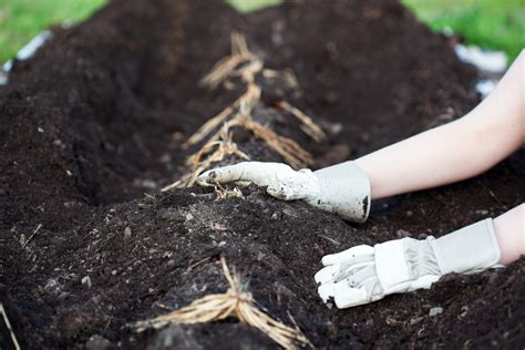 Planting Asparagus From Crowns Seedmoney