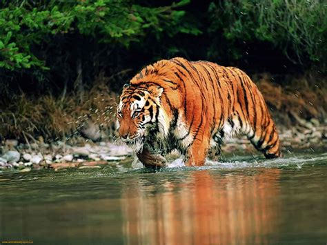 Bengal Tigers Latest Hd Wallpapers 2013 Top Hd Animals Wallpapers