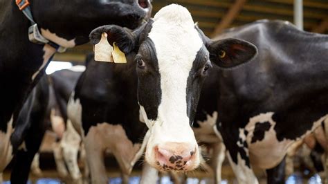 Dairy Cows Viva The Vegan Charity