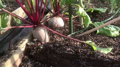 Petes Back Garden Carrot Box Failure Youtube