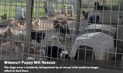 Puppy mills breed the moms until their bodies can no longer produce a profitable litter. Tag: Missouri | dorothystewart.net