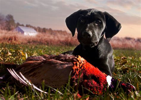 Bird Dogs Flock To The National Pheasant Fest And Quail Classic Expo