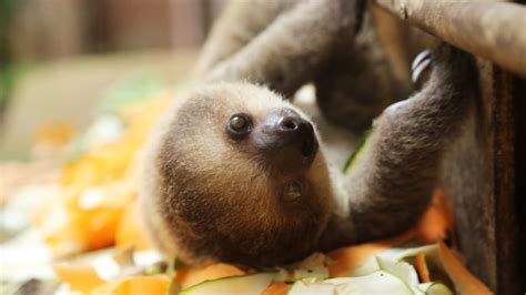 Noted for their slowness of movement, they spend most of their lives hanging upside down in the trees of the tropical rainforests of south america and central america. CUTE: Baby sloth at feeding time! - YouTube