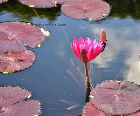 Flower And Garden How To Grow Water Lilies Or Aquatic Plants