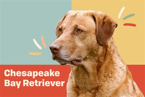 Are Chesapeake Bay Retrievers Good With Other Dogs
