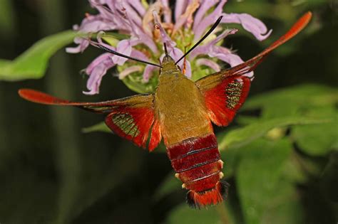 8 Mesmerizing Facts About Moths