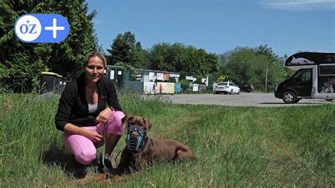 Stralsunder Tierheim Ist Voll Besitzer Drohen Hunde Einzuschläfern