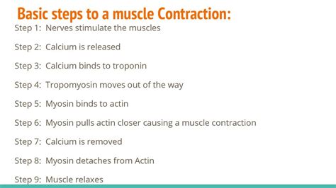 Steps In Muscle Contraction Slideshare
