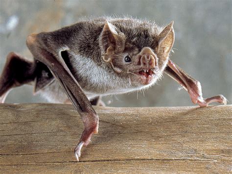 Blame It On The Boys How To Stop Vampire Bats From Spreading Rabies