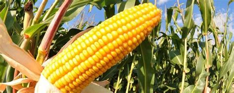 Maize Production In Nigeria Is It Profitable In 2018 Legitng