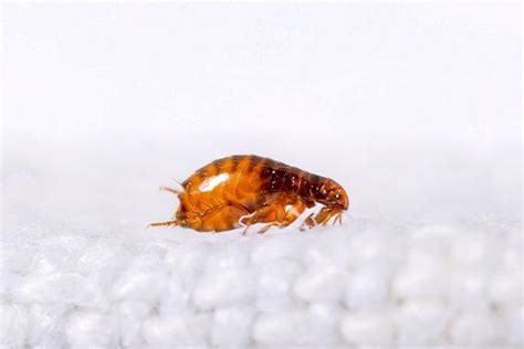 How Long Do Dog Fleas Live In Carpet