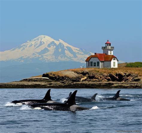 Whale Watching Adventure Friday Harbor Cruise Bellingham