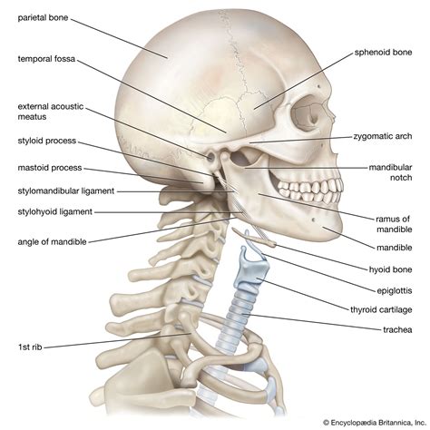 Bones Of Head And Neck