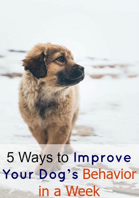 Cute Overload 5 Ways To Improve Your Dogs Behavior In A Week