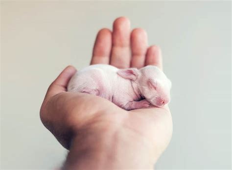 Adorable Photos Of Newborn Baby Bunny Design Swan