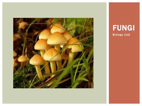 Ppt Fungi Powerpoint Presentation Free Download Id2000857
