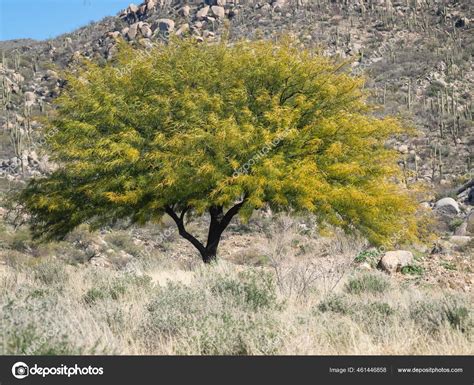 Texas Honey Mesquite Tree Landscape Stock Photo By ©eugenierobitaille