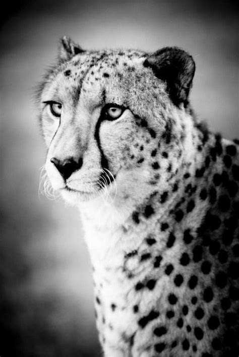 Cheetah Art Photograph Black And White Photography Nature Etsy